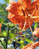 Анкета проститутки Роксана - метро Пресненский, возраст - 34